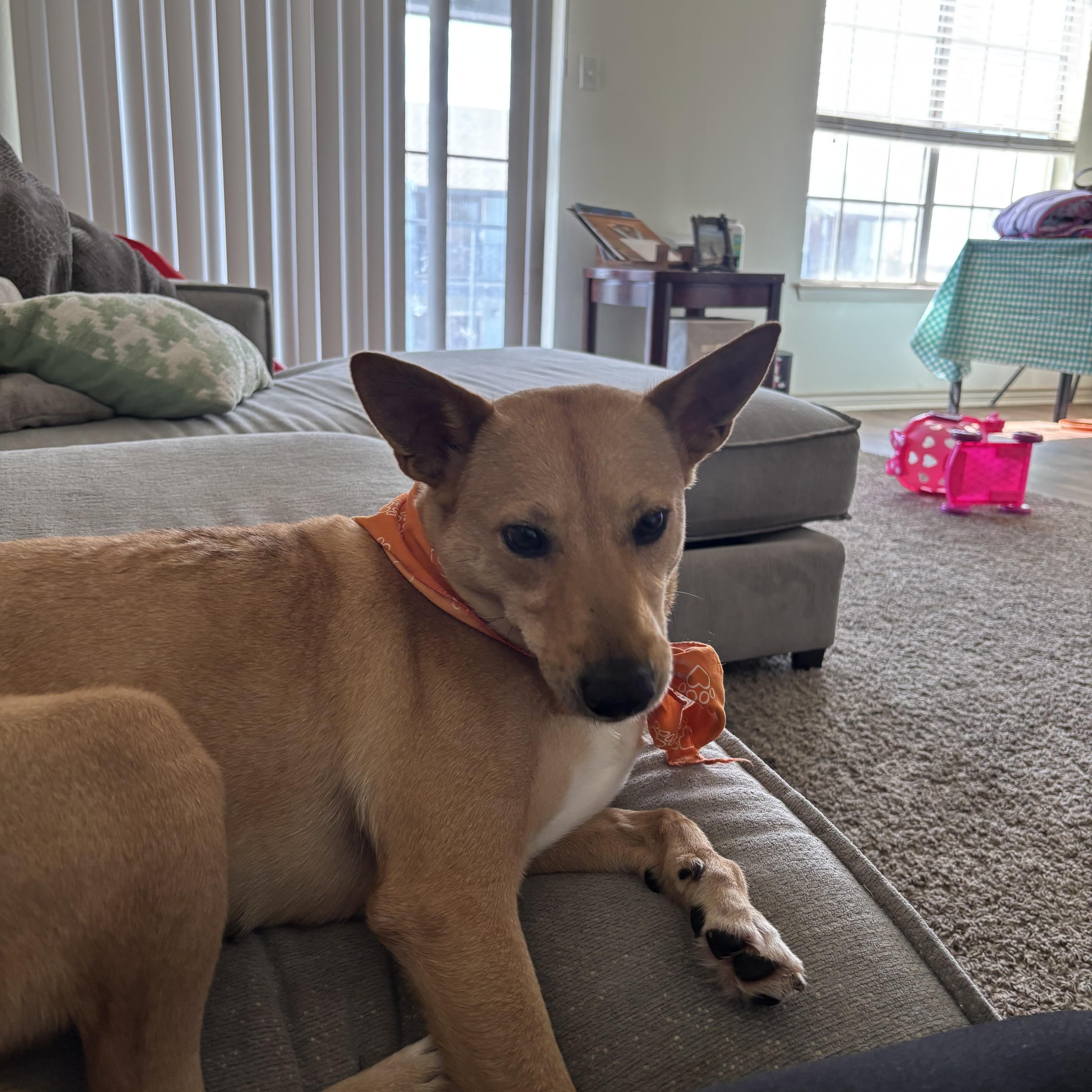 Enlarge Mimi, a ADOPTABLE mixed breed in Gainesville , VA image 2/4
