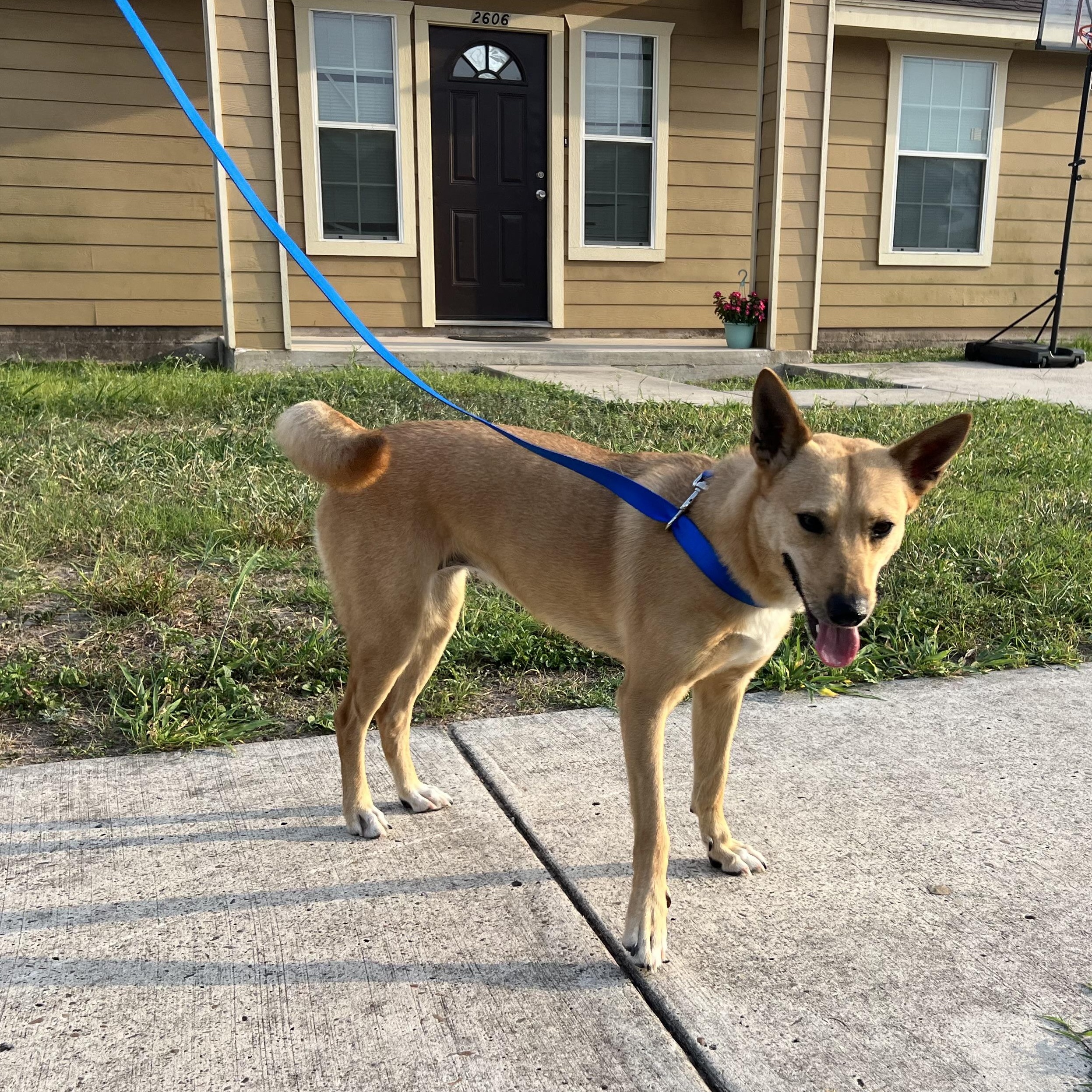Enlarge Mimi, a ADOPTABLE mixed breed in Gainesville , VA image 1/4