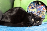 Enlarge Sola, a Adoptable Domestic Short Hair in Woodland Hills, CA image 1/1