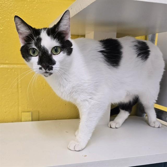 Enlarge KIT KAT, a Adoptable Domestic Short Hair in Easton, MD image 1/1