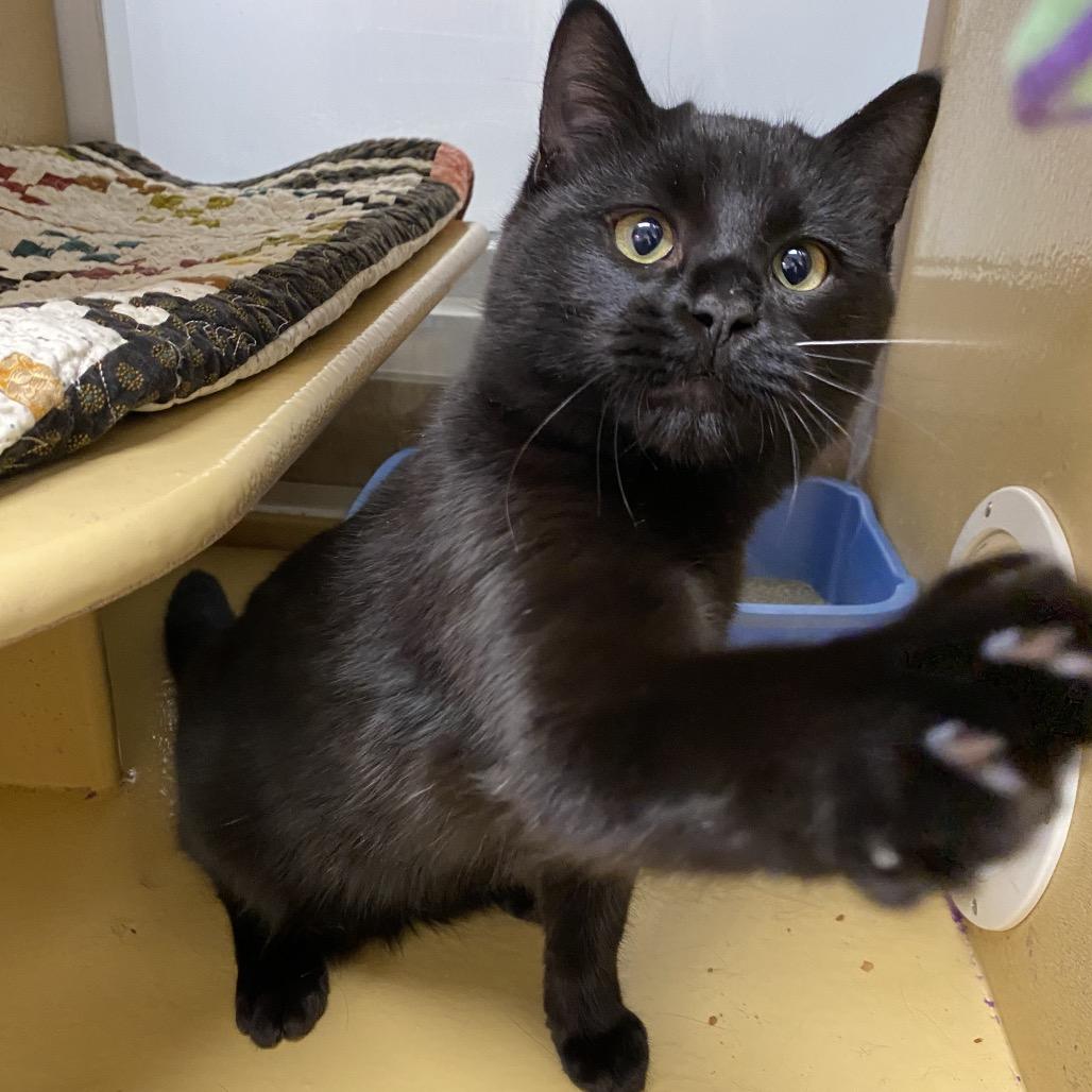 Pyro, Adoptable, Young Male Domestic Short Hair.