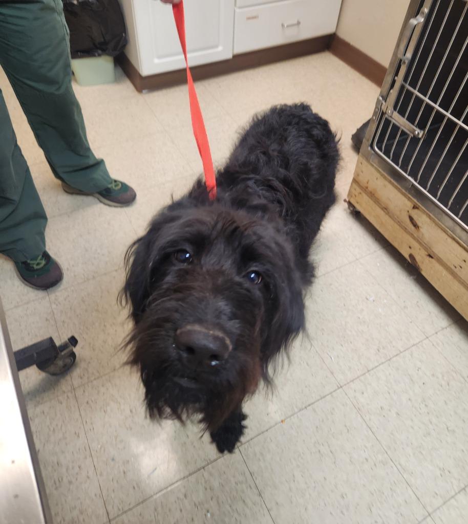 Mozart, Adoptable, Puppy Male Terrier.