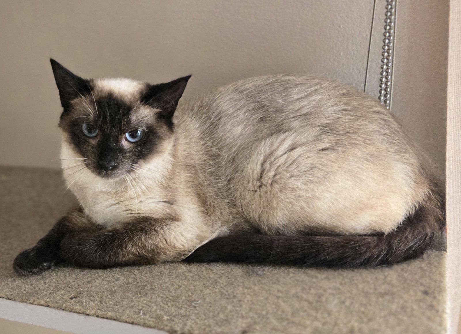 Brielle, Adopted, Young Female Siamese.