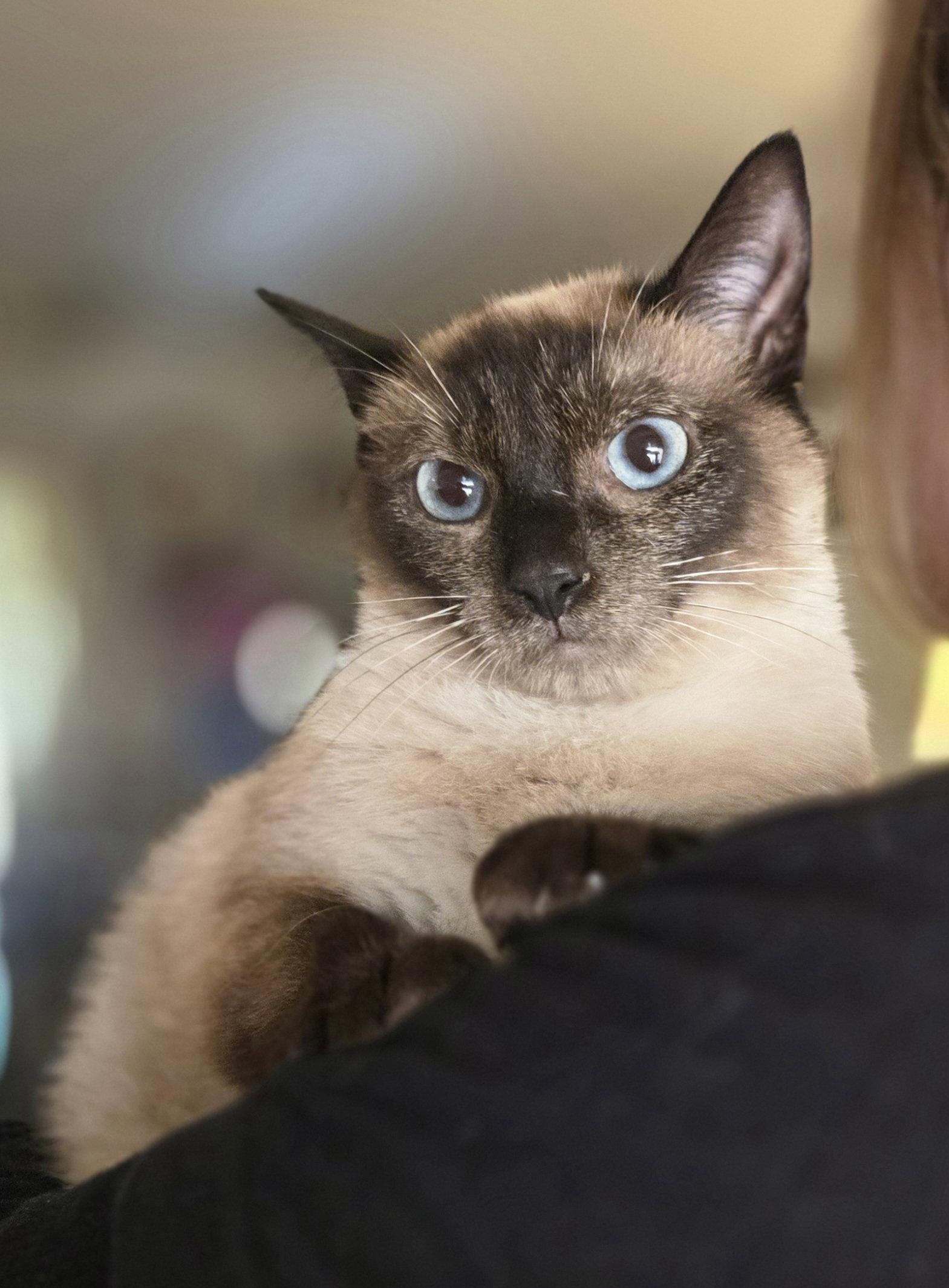 Enlarge Brielle, a Adopted Siamese in Walled Lake, MI image 2/3