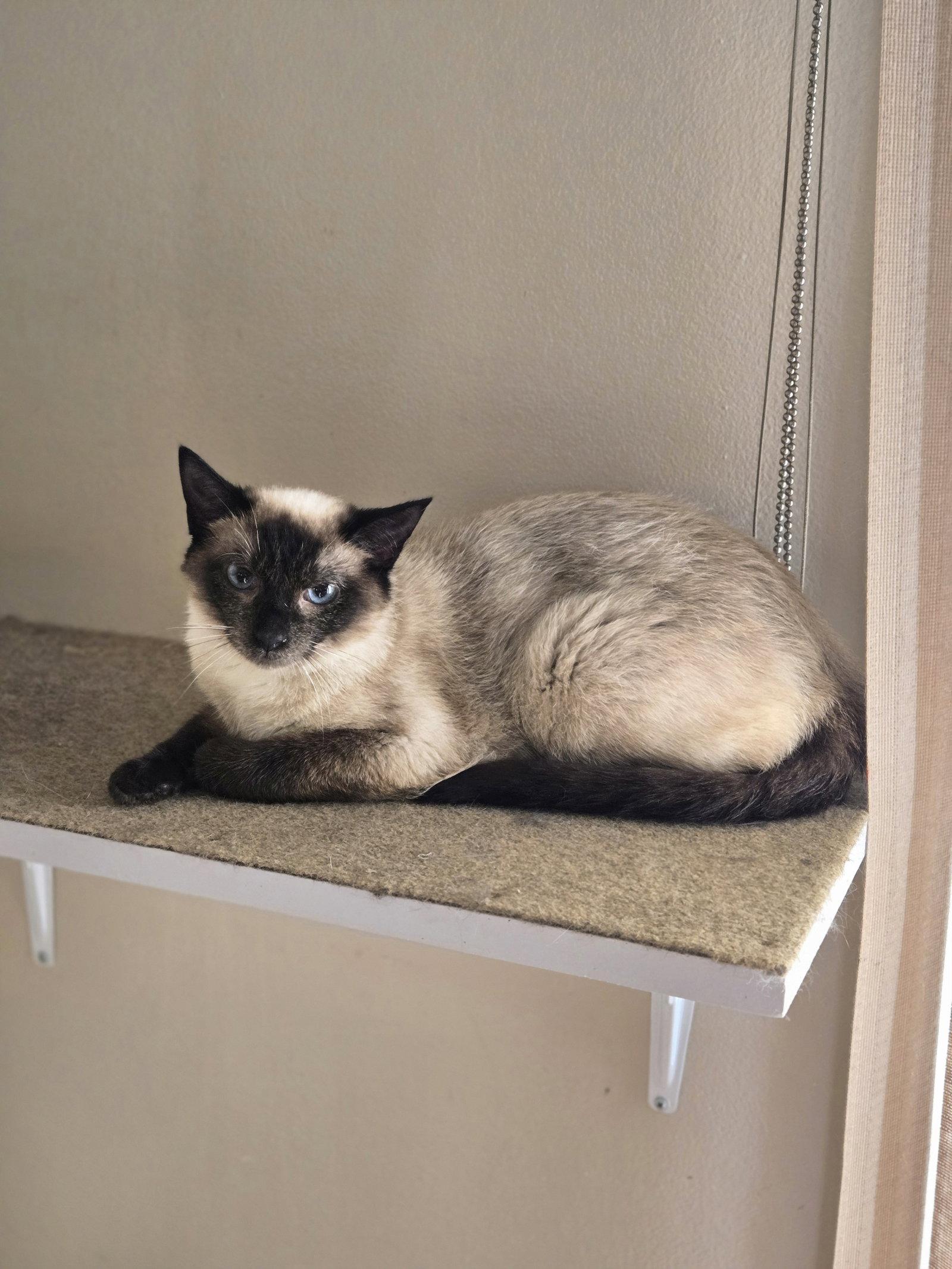 Enlarge Brielle, a Adopted Siamese in Walled Lake, MI image 3/3