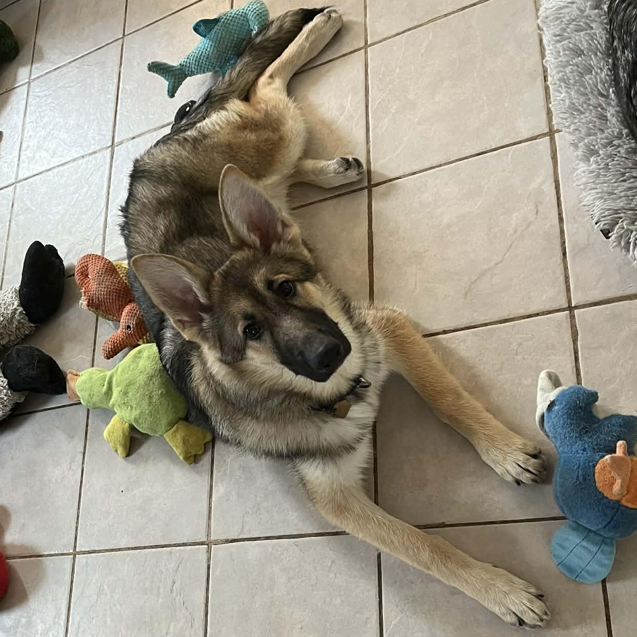 Enlarge Pippa , an adopted German Shepherd Dog in Chicago, IL image 2/4