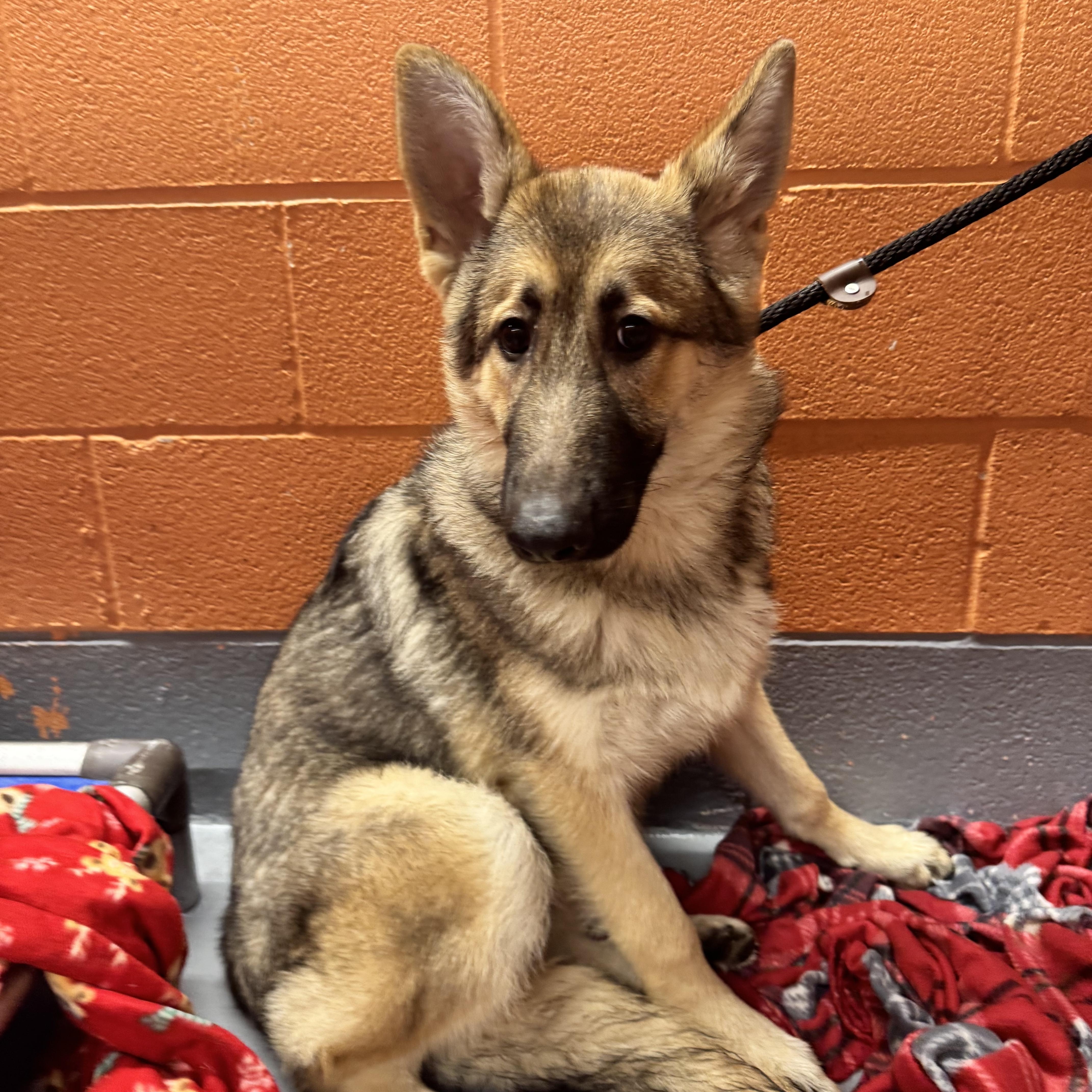 Enlarge Pippa , an adopted German Shepherd Dog in Chicago, IL image 1/4