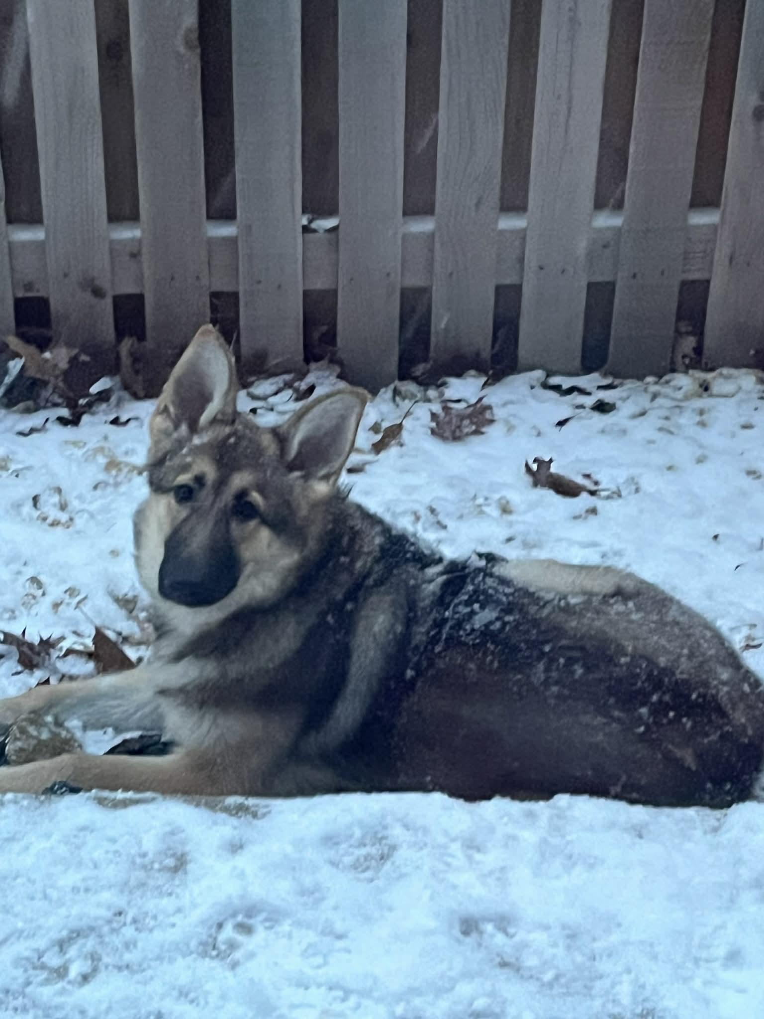 Enlarge Pippa , an adopted German Shepherd Dog in Chicago, IL image 4/4