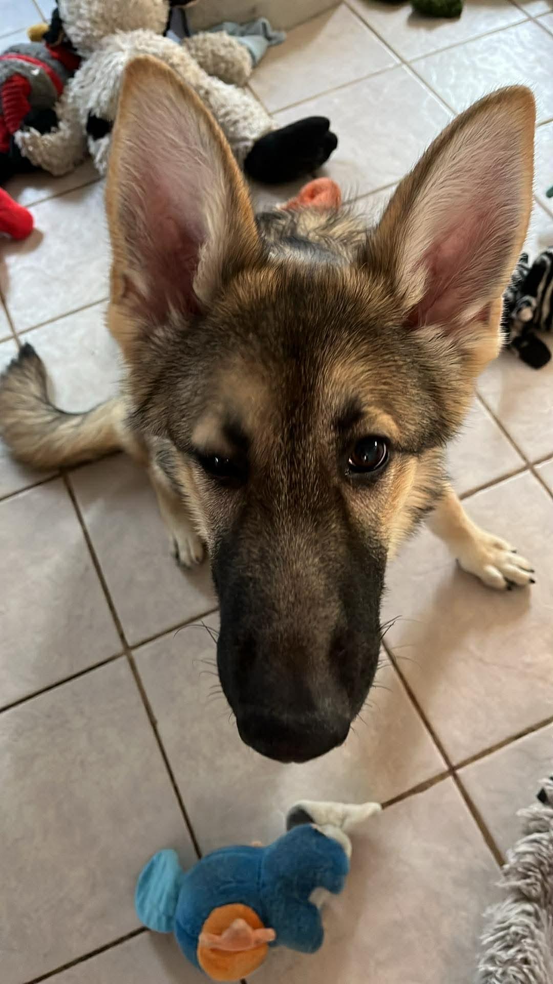 Enlarge Pippa , an adopted German Shepherd Dog in Chicago, IL image 3/4