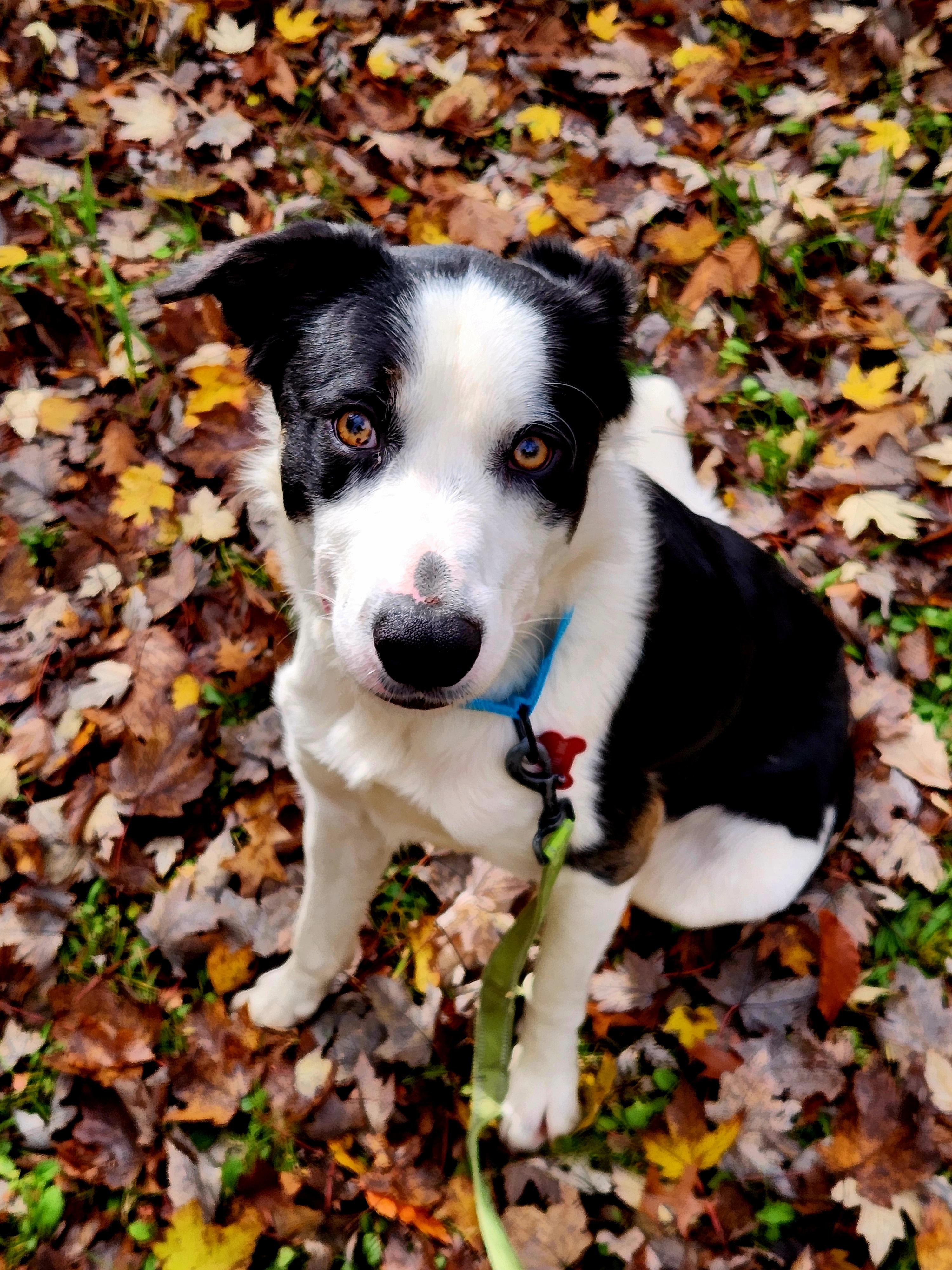 Kyzer, Adoptable, Young Male Border Collie.
