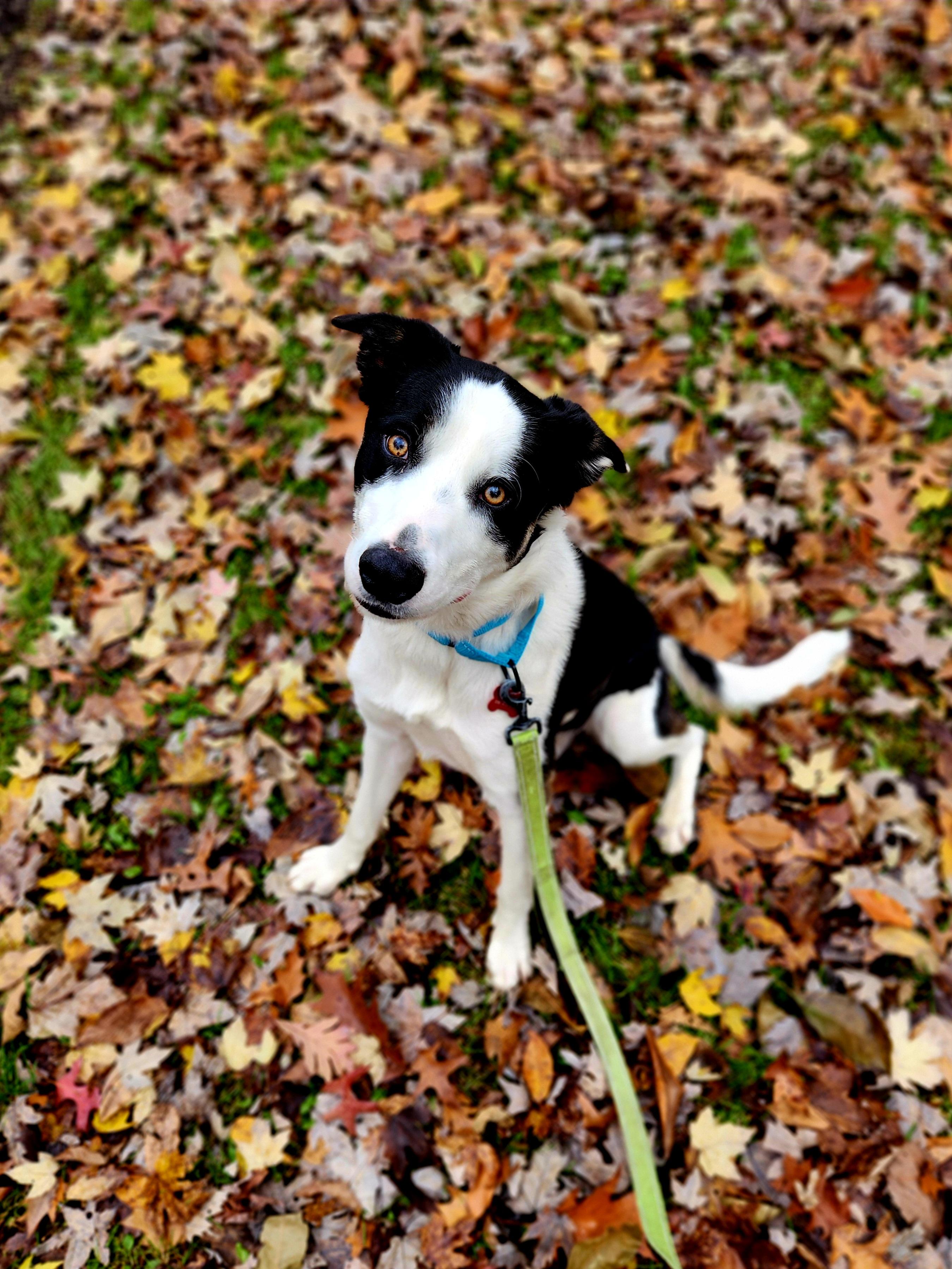 Enlarge Kyzer, a Adoptable mixed breed in Warren, OH image 2/2