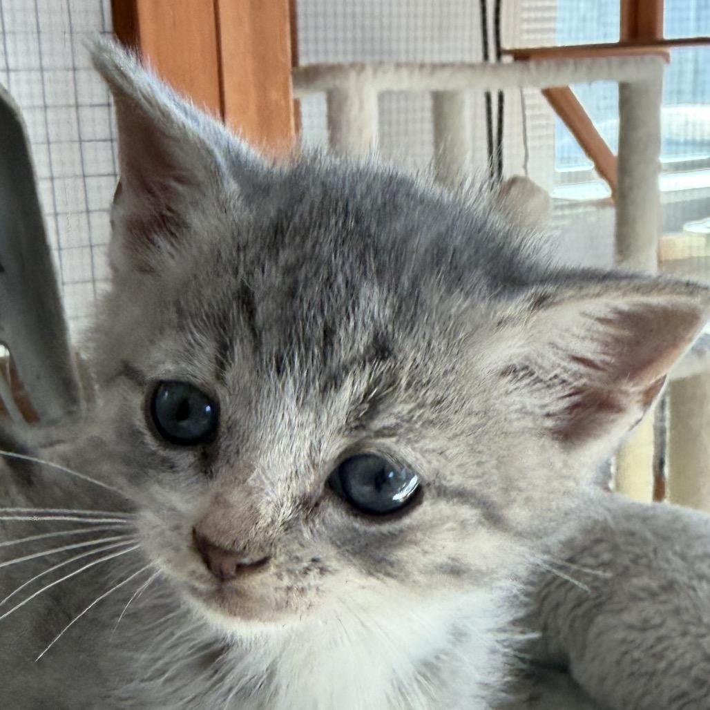 Fritz — thumbnail 2