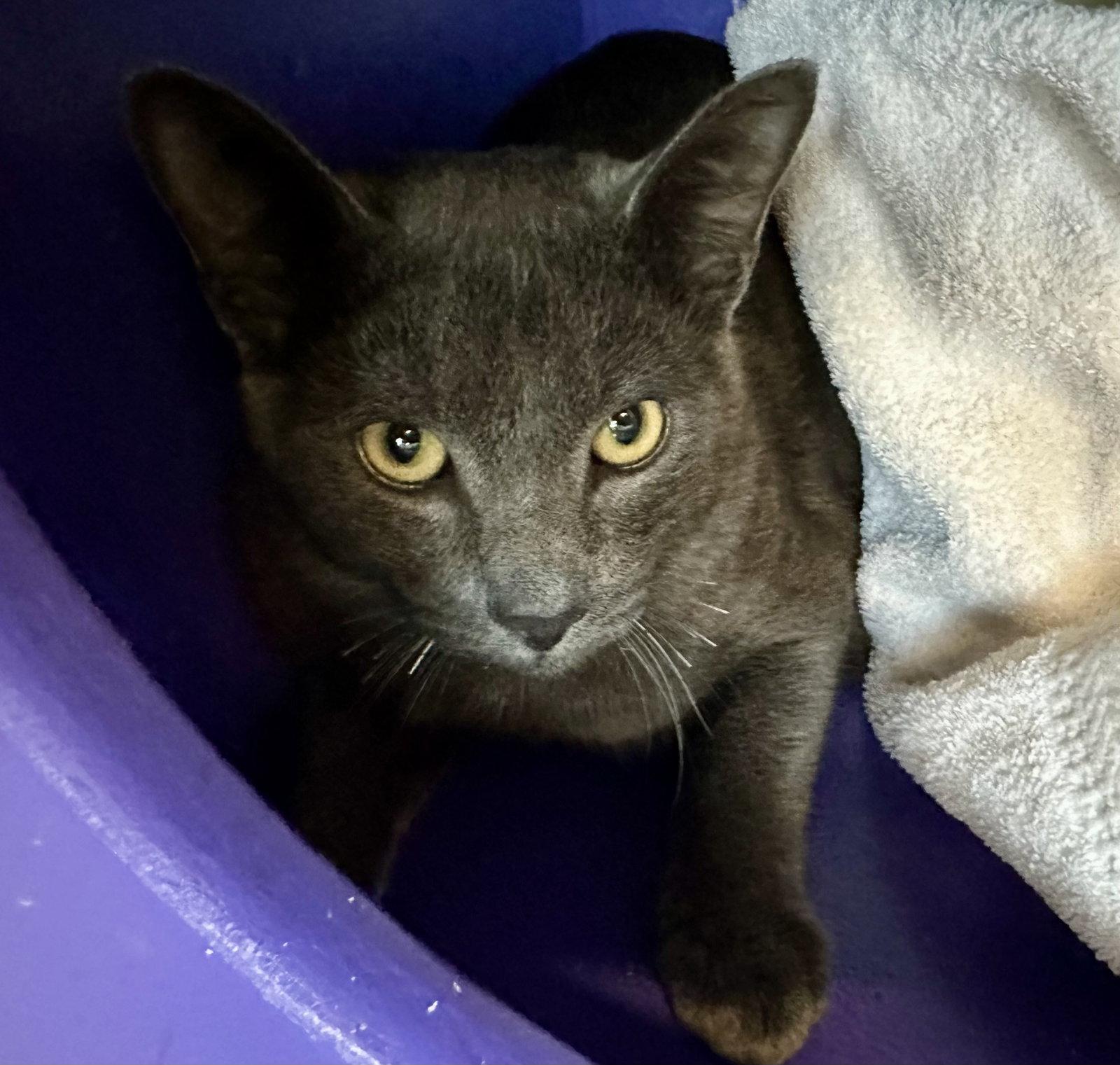 Enlarge Mittens, a Adopted Domestic Short Hair in Burlingame, CA image 1/1