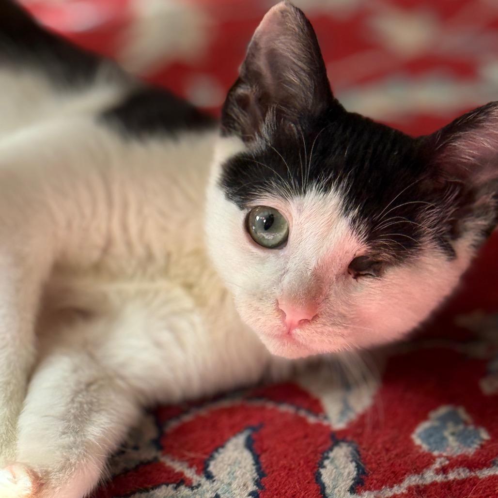 Enlarge My Valentine, a Adoptable Domestic Short Hair in Long Beach, CA image 1/6