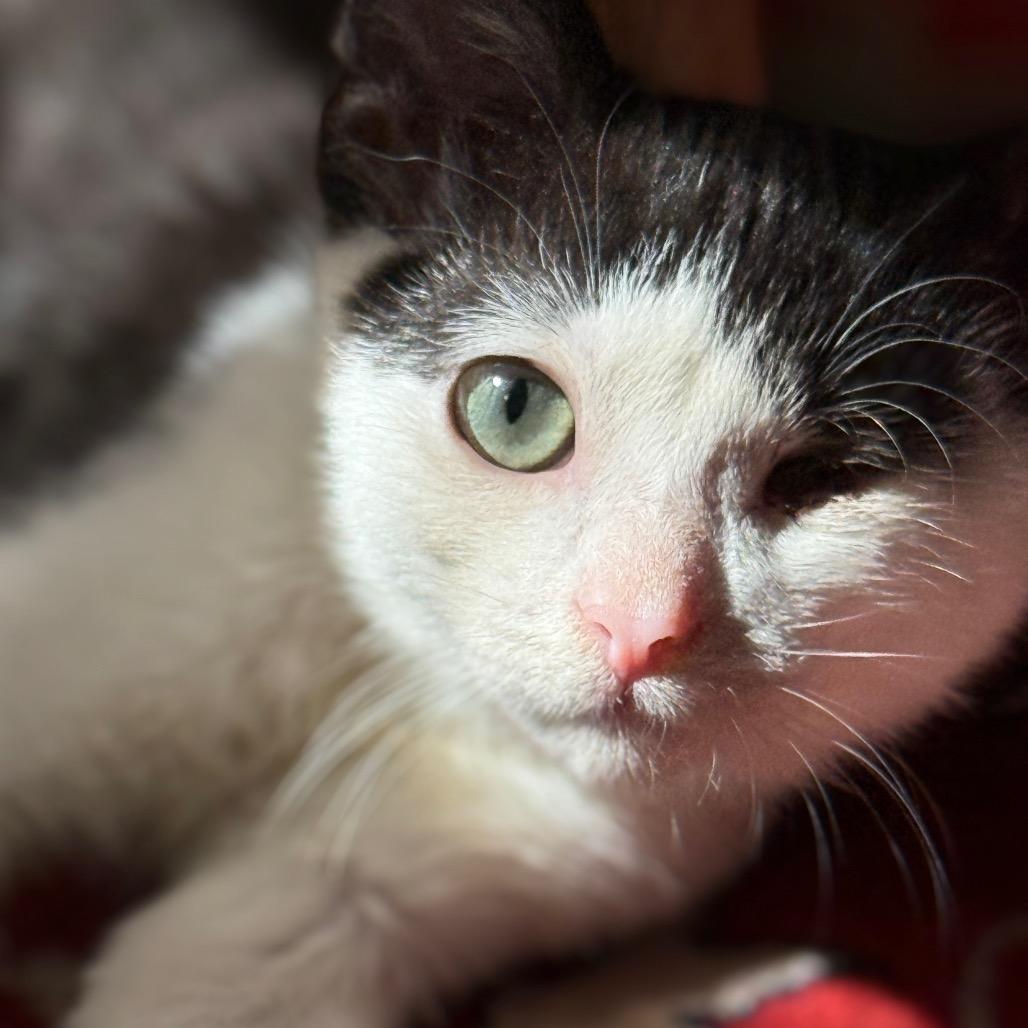 Enlarge My Valentine, a Adoptable Domestic Short Hair in Long Beach, CA image 2/6