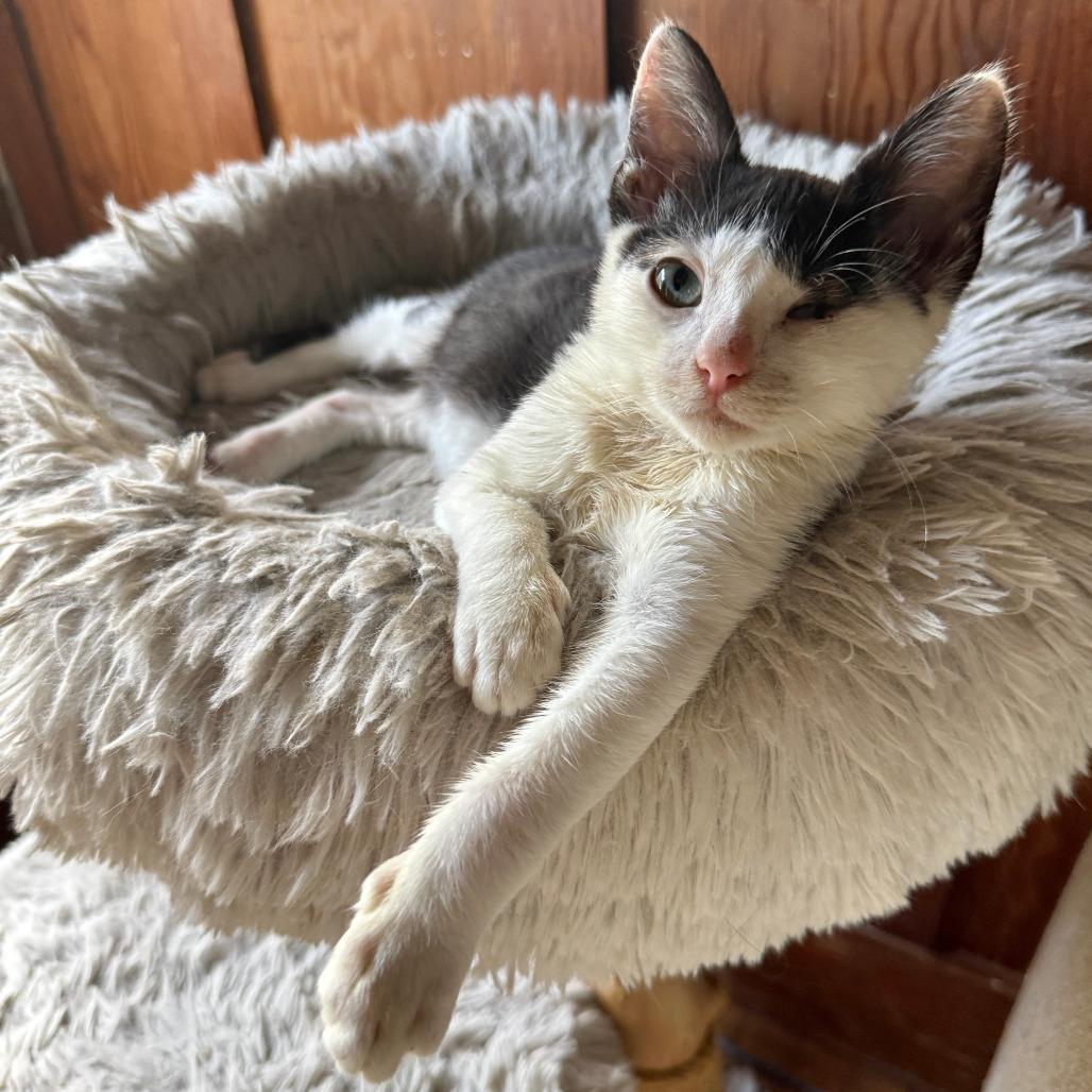 Enlarge My Valentine, a Adoptable Domestic Short Hair in Long Beach, CA image 4/6