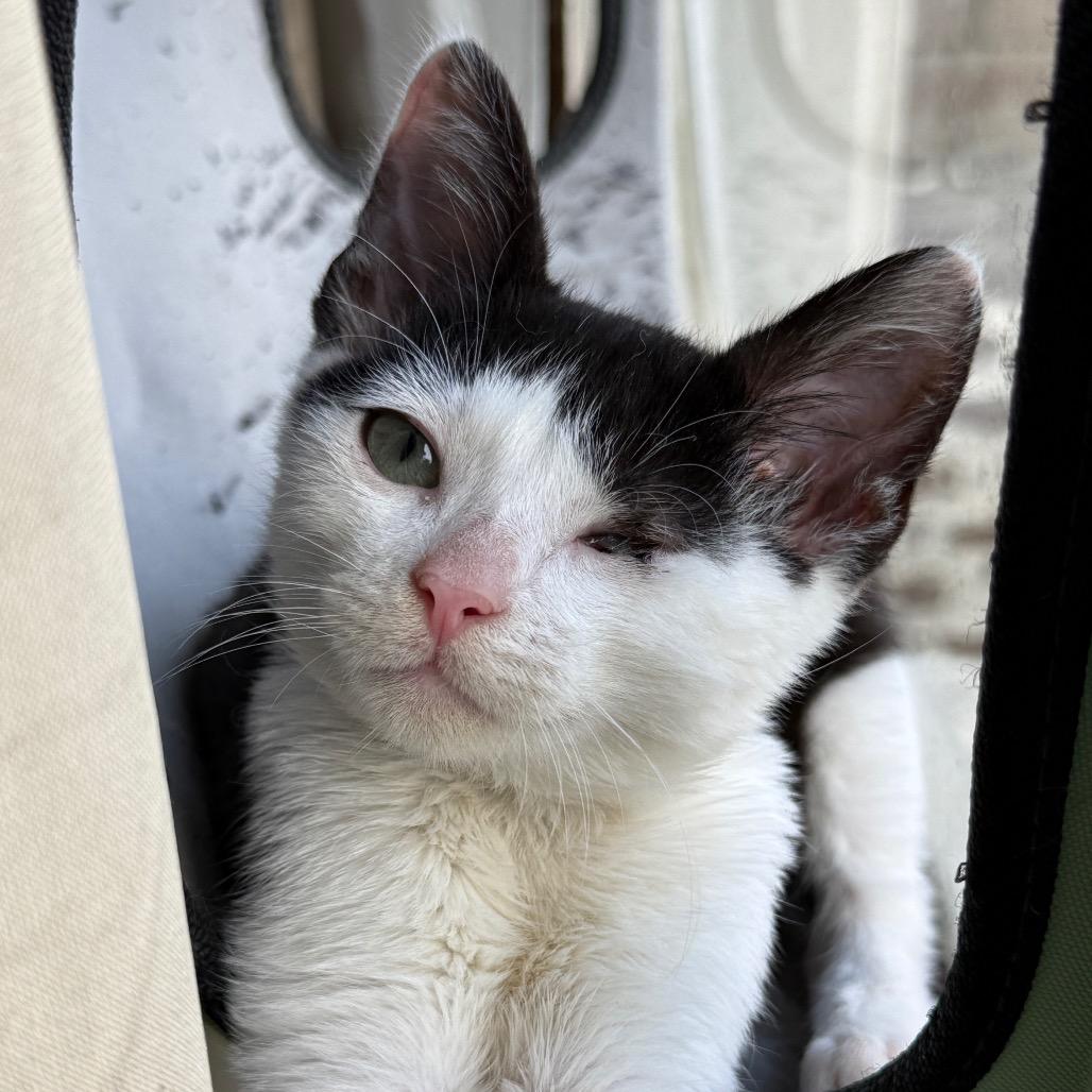 Enlarge My Valentine, a Adoptable Domestic Short Hair in Long Beach, CA image 5/6