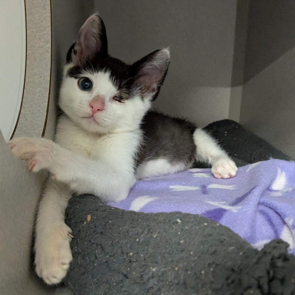 Enlarge My Valentine, a Adoptable Domestic Short Hair in Long Beach, CA image 6/6