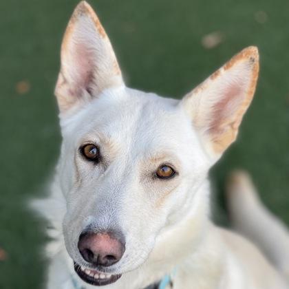 Coloma, a Adoptable mixed breed in Sacramento, CA image 2/4