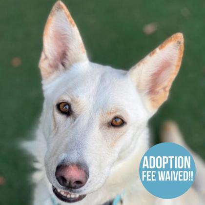 Coloma, Adoptable, Adult Female German Shepherd Dog.