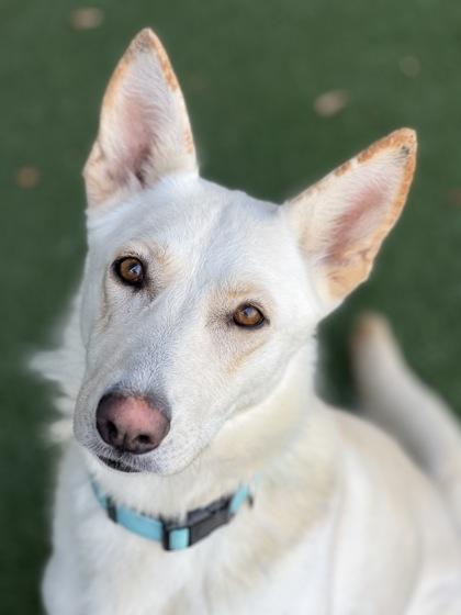 Coloma, a Adoptable mixed breed in Sacramento, CA image 3/4