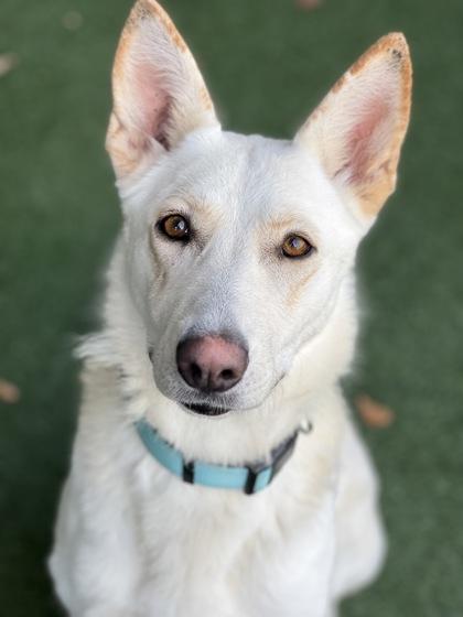 Coloma, a Adoptable mixed breed in Sacramento, CA image 4/4