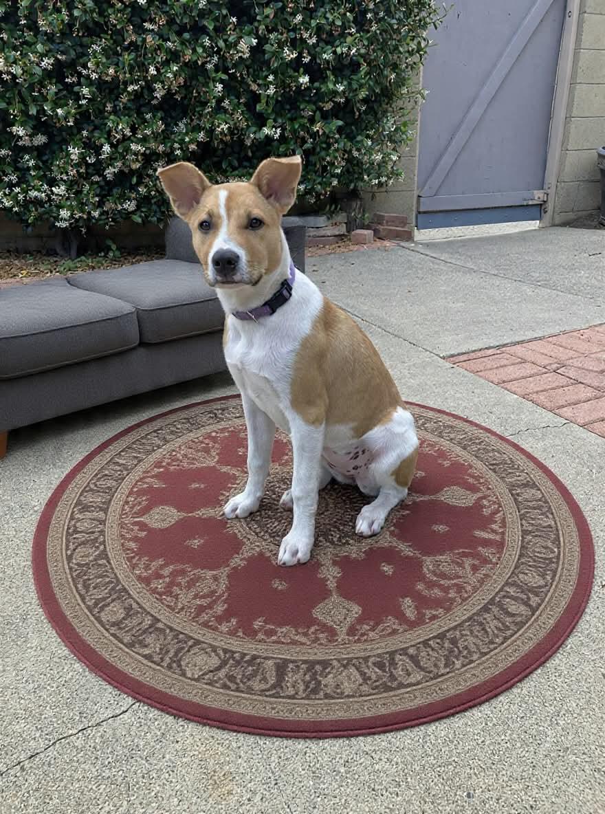 Enlarge Kailee, a Adoptable mixed breed in Orange, CA image 1/1