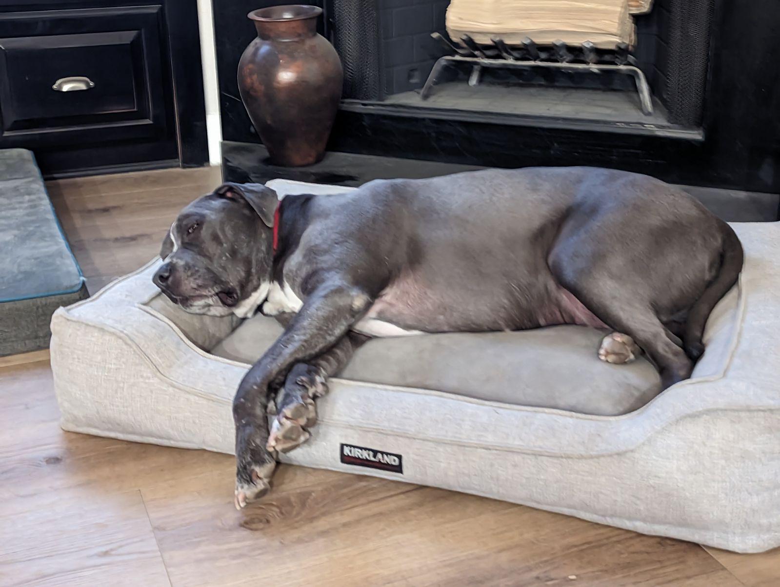 Enlarge Baku, a Adoptable mixed breed in Temecula, CA image 6/6