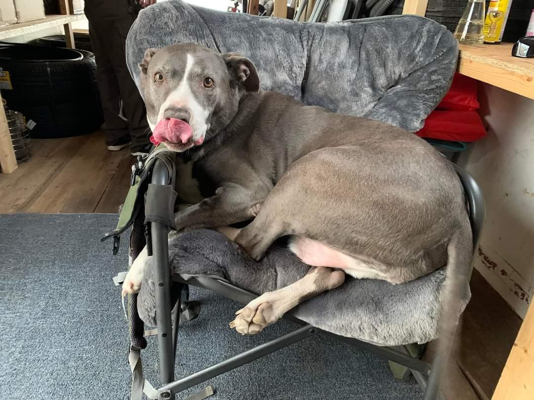 Enlarge Baku, a Adoptable mixed breed in Temecula, CA image 3/6