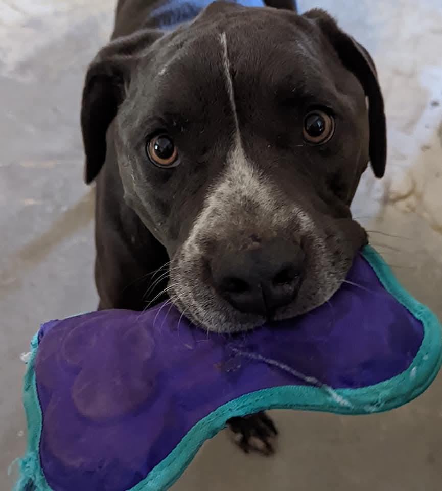 Enlarge Baku, a Adoptable mixed breed in Temecula, CA image 2/6