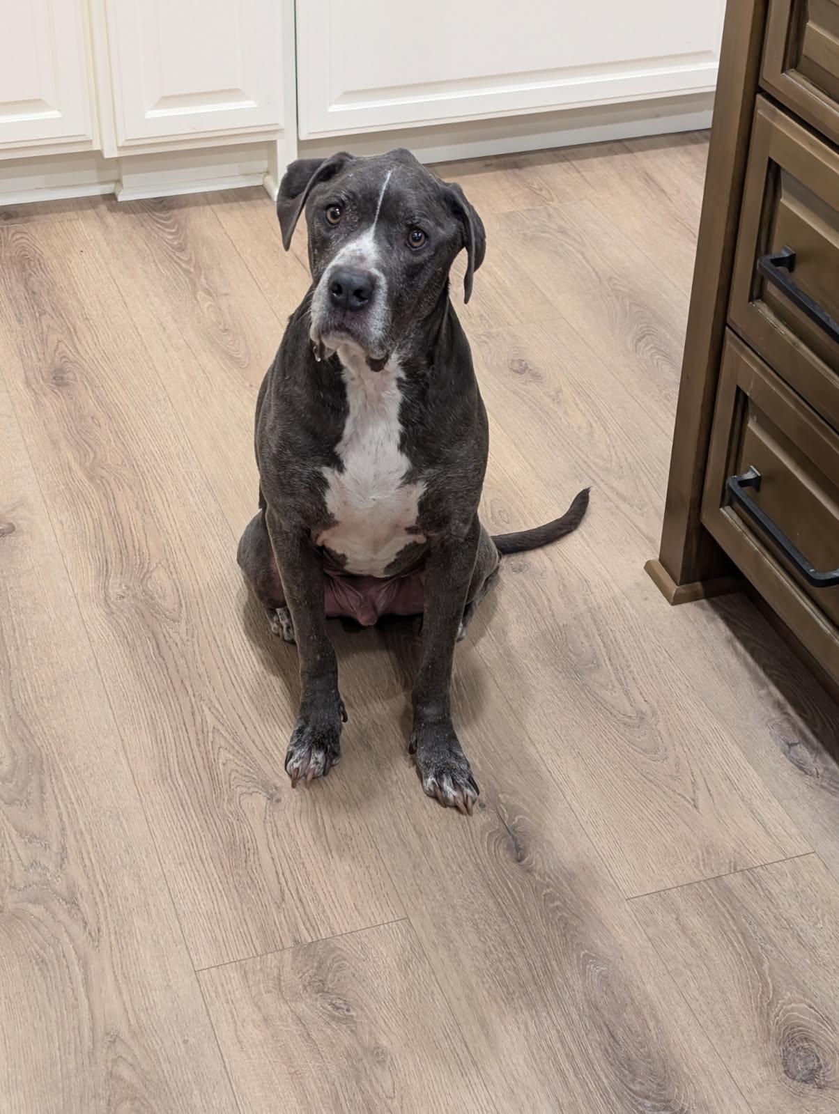 Enlarge Baku, a Adoptable mixed breed in Temecula, CA image 5/6