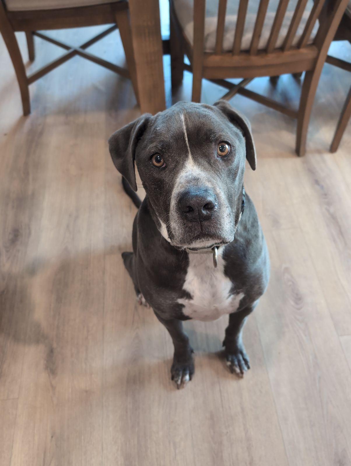 Baku, Adoptable, Senior Male American Staffordshire Terrier & Mastiff.