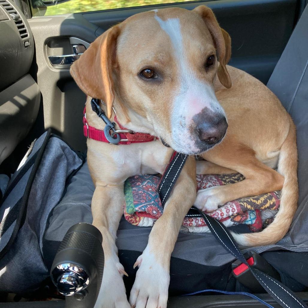 Enlarge Cinnamon Toast Crunch, a Adoptable mixed breed in Charlottesville, VA image 1/6