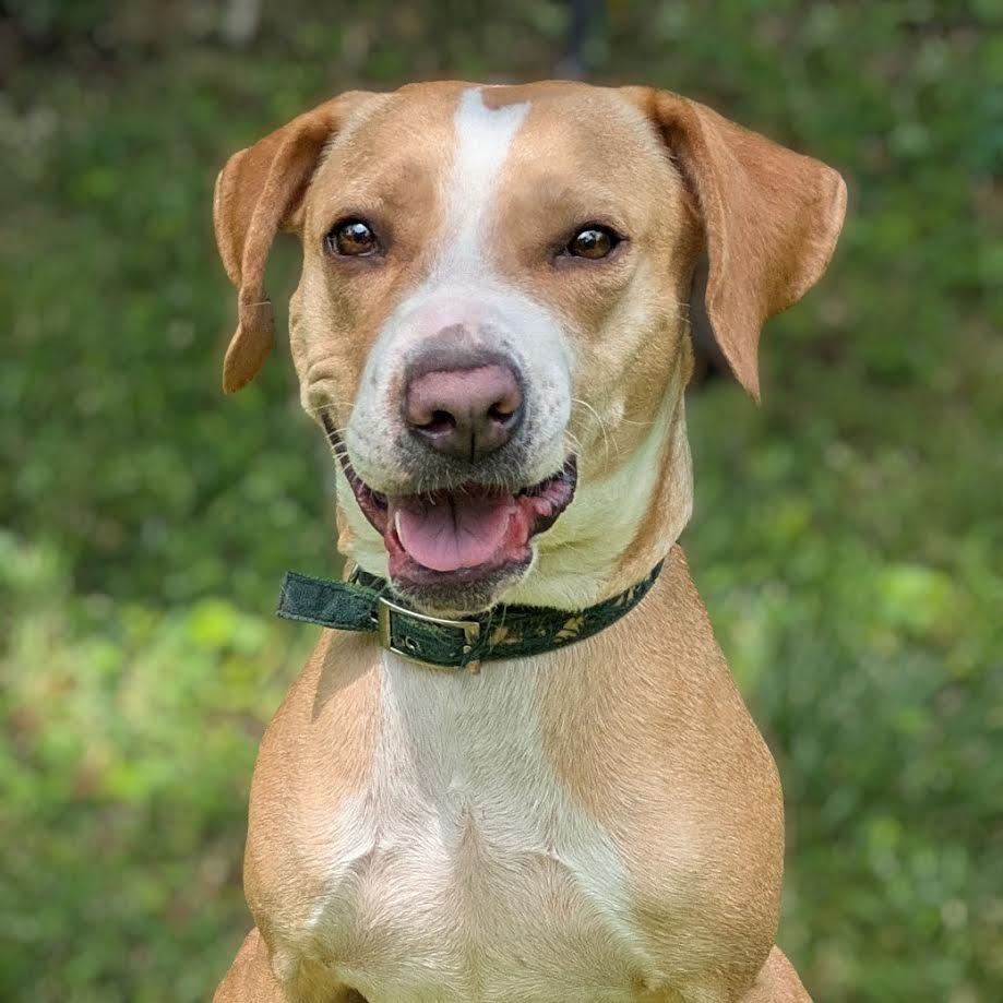 Enlarge Cinnamon Toast Crunch, a Adoptable mixed breed in Charlottesville, VA image 2/6