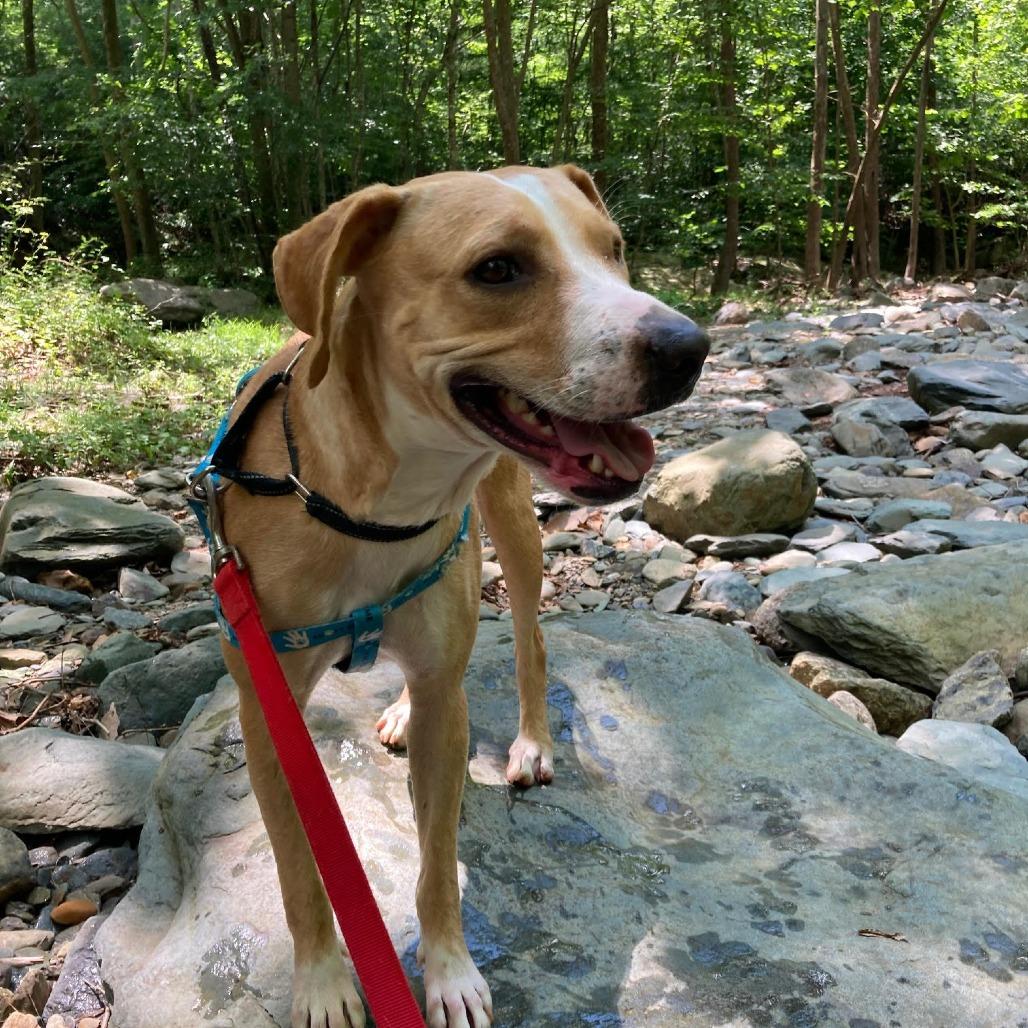 Enlarge Cinnamon Toast Crunch, a Adoptable mixed breed in Charlottesville, VA image 3/6