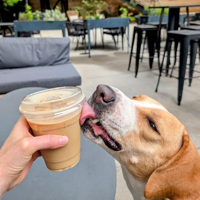 Enlarge Cinnamon Toast Crunch, a Adoptable mixed breed in Charlottesville, VA image 4/6