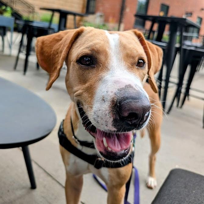 Enlarge Cinnamon Toast Crunch, a Adoptable mixed breed in Charlottesville, VA image 5/6