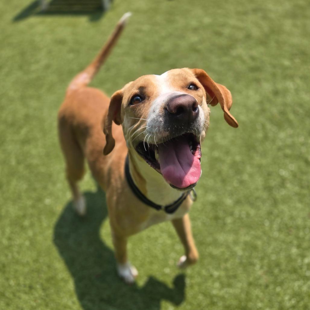 Enlarge Cinnamon Toast Crunch, a Adoptable mixed breed in Charlottesville, VA image 6/6