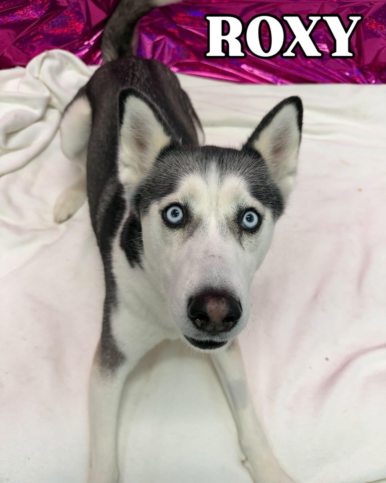 Roxy Tag 188, ADOPTABLE, Adult Female Husky.
