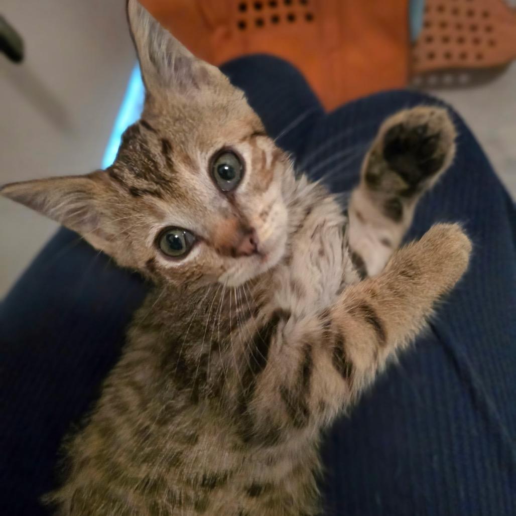 Enlarge Ember, a Adoptable Domestic Short Hair in Pacific Palisades, CA image 1/5