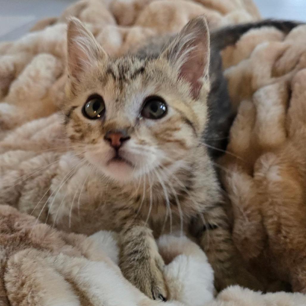 Enlarge Ember, a Adoptable Domestic Short Hair in Pacific Palisades, CA image 2/5
