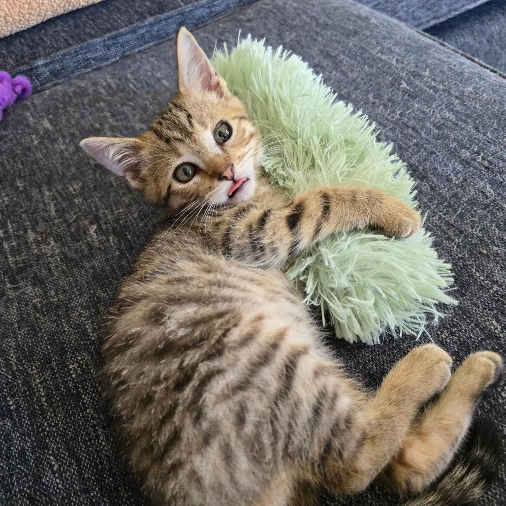 Enlarge Ember, a Adoptable Domestic Short Hair in Pacific Palisades, CA image 3/5