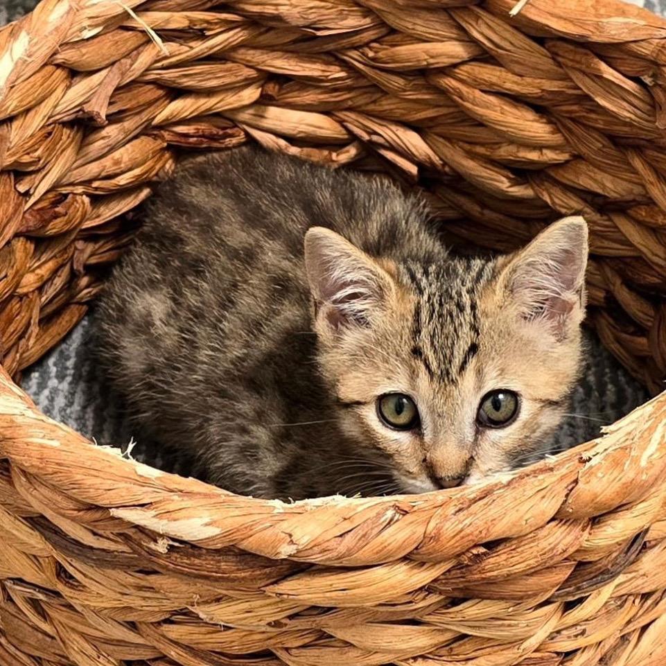 Enlarge Ember, a Adoptable Domestic Short Hair in Pacific Palisades, CA image 4/5