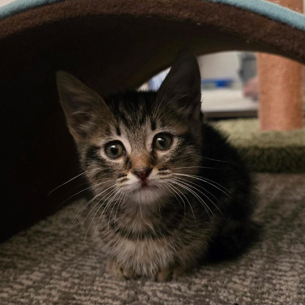 Enlarge Ember, a Adoptable Domestic Short Hair in Pacific Palisades, CA image 5/5