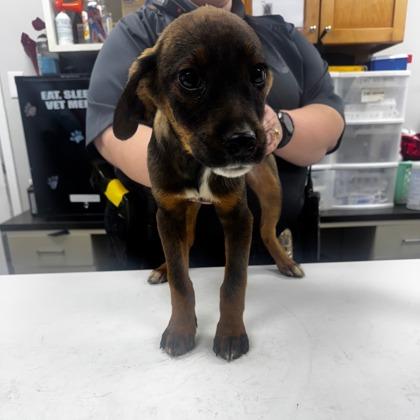 Enlarge Miley, a Adoptable mixed breed in Munster, IN image 1/1