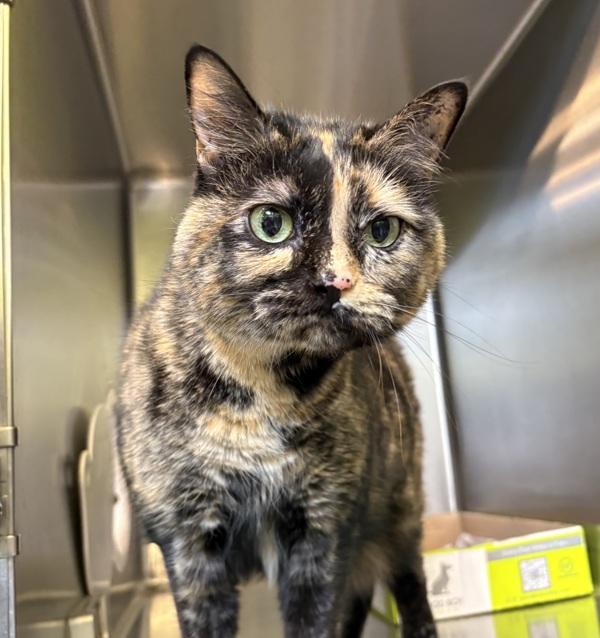 Bindi, Adoptable, Adult Female Domestic Medium Hair.