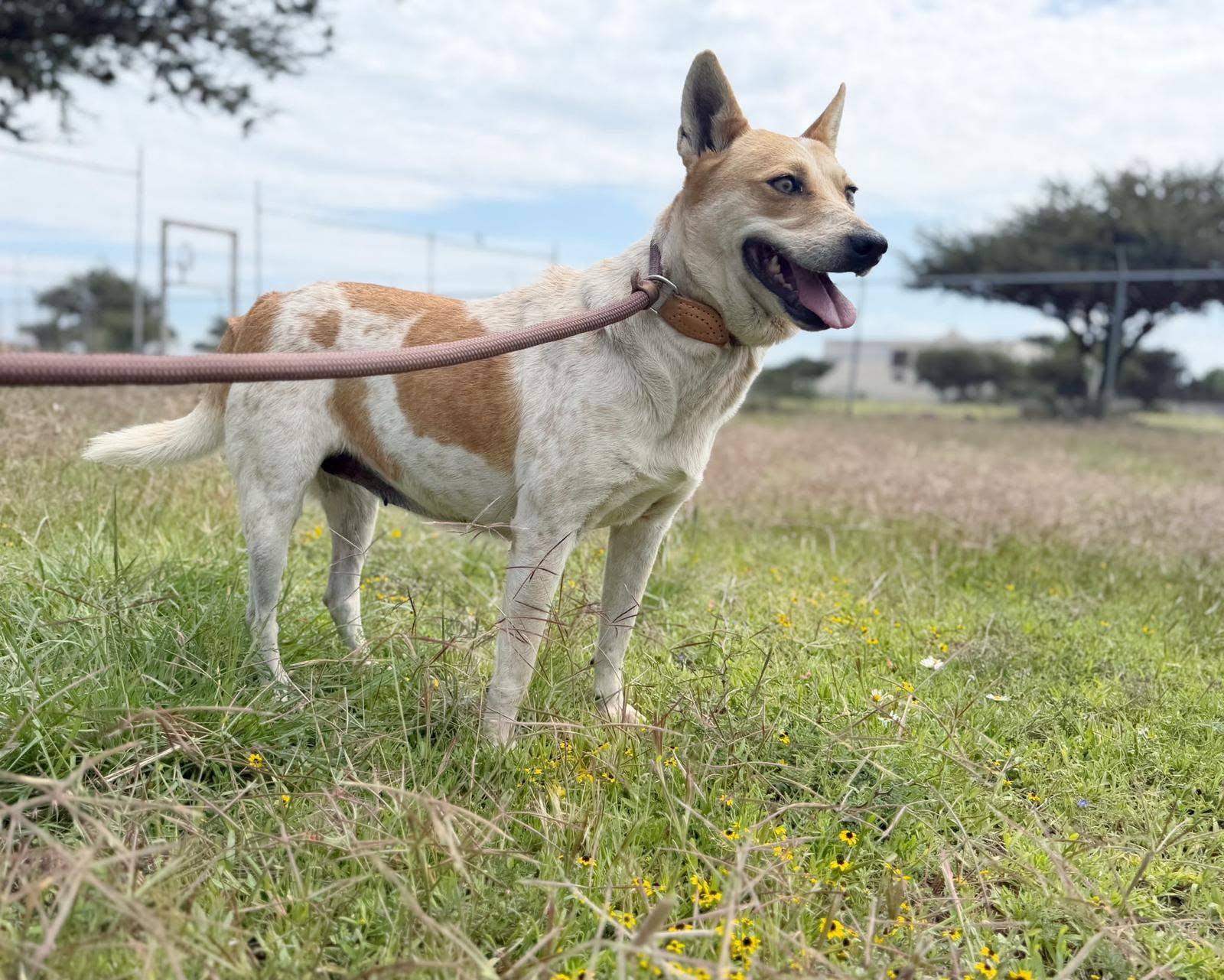Enlarge Skye, a Adoptable Australian Cattle Dog / Blue Heeler in Woodstock, ON image 5/6