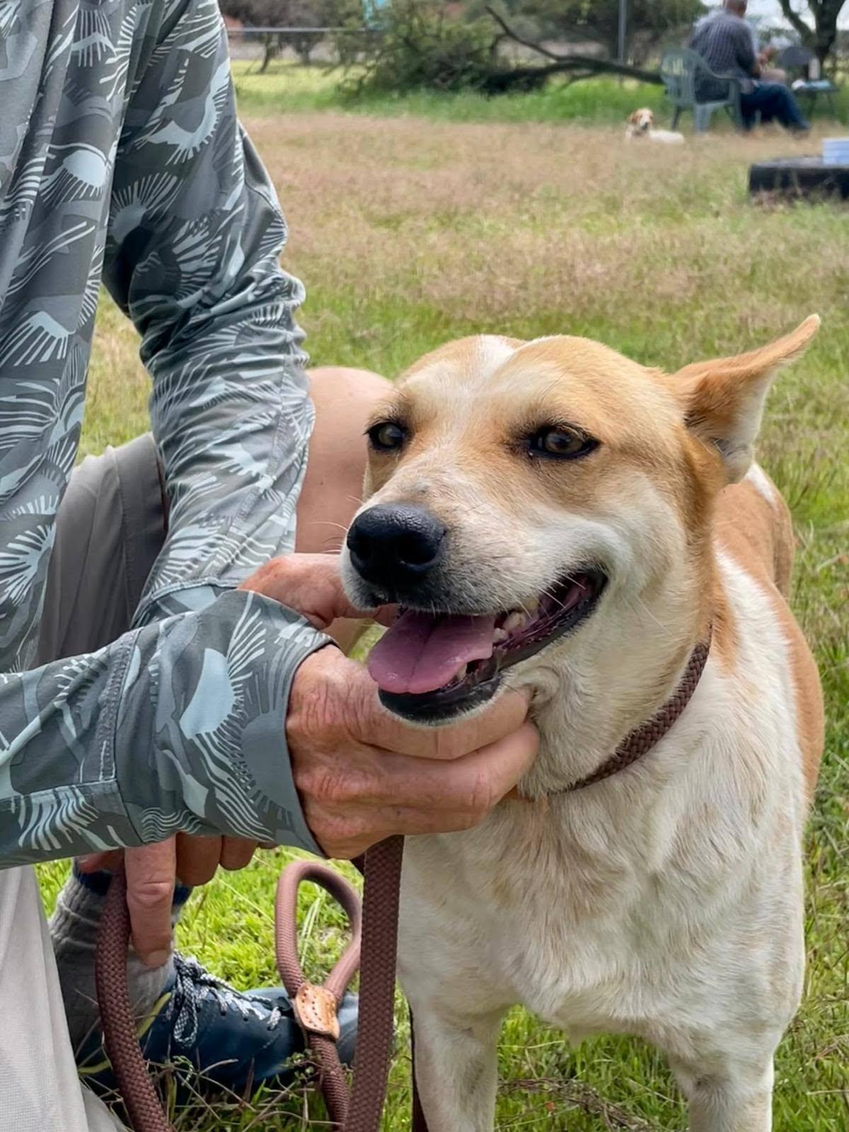 Enlarge Skye, a Adoptable Australian Cattle Dog / Blue Heeler in Woodstock, ON image 4/6