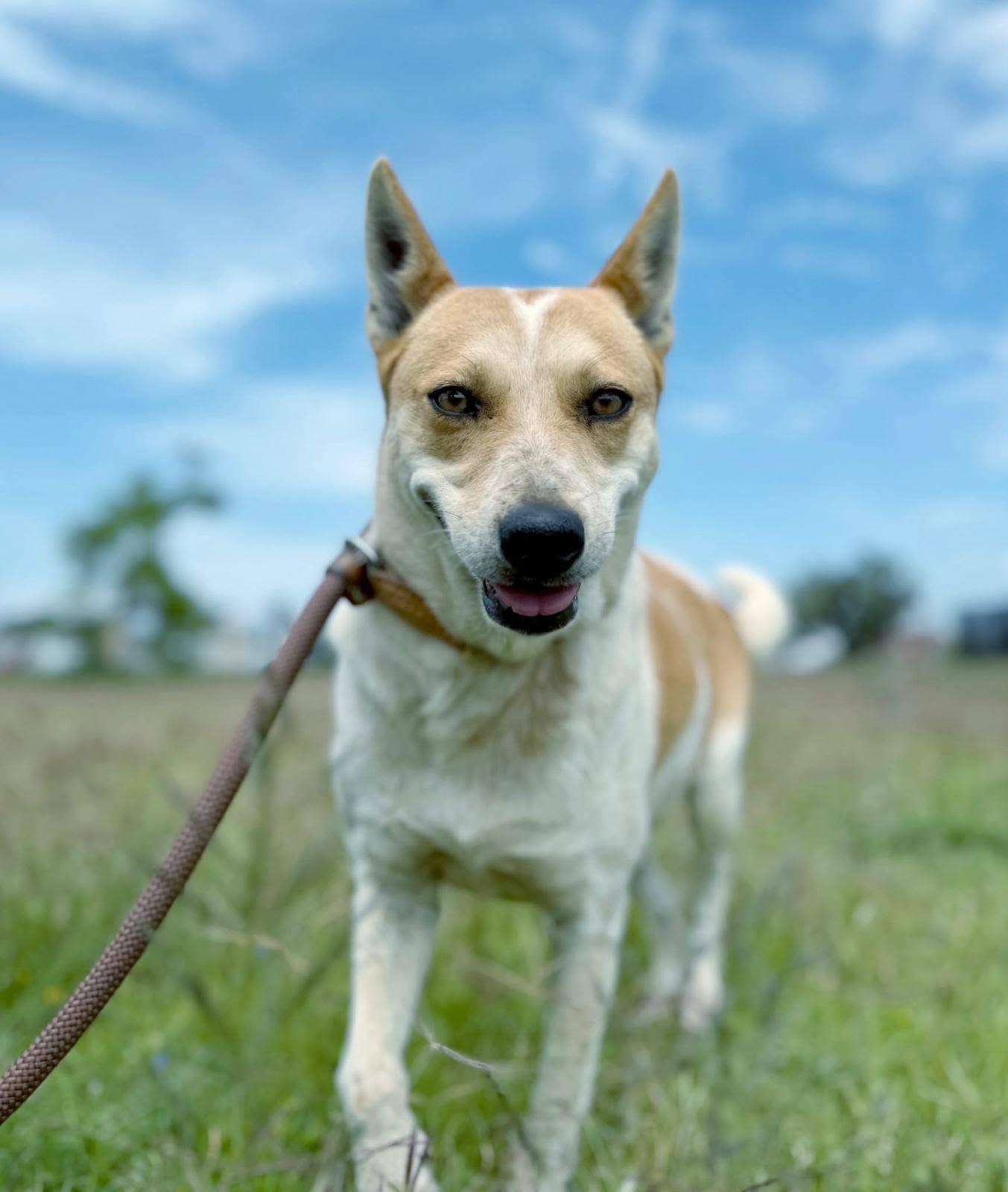 Skye, Adoptable, Adult Female Australian Cattle Dog / Blue Heeler.