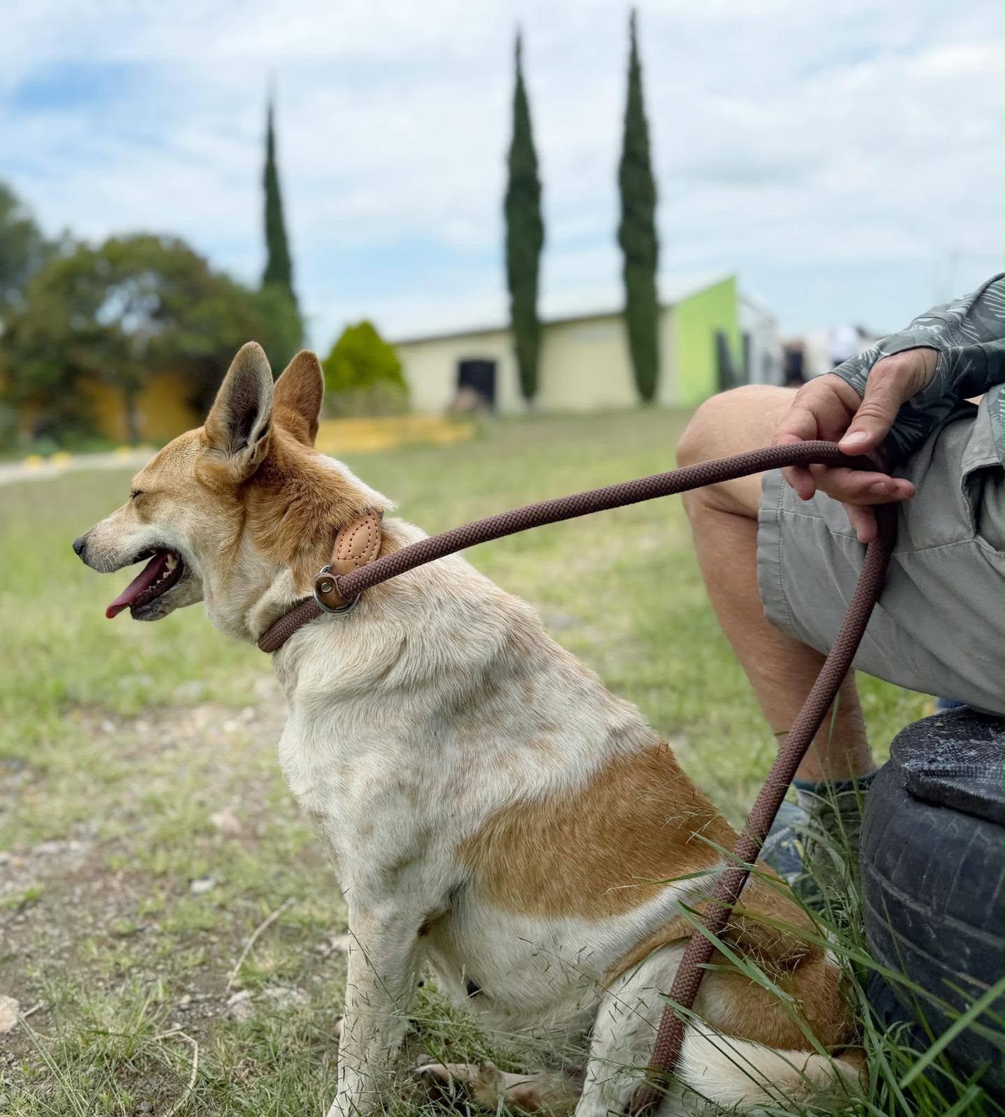 Enlarge Skye, a Adoptable Australian Cattle Dog / Blue Heeler in Woodstock, ON image 6/6